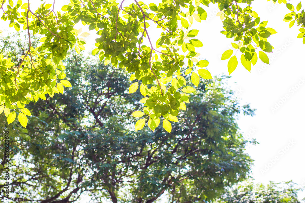 Fototapeta premium Green fioliage fresh tree leaf with sun light