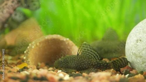 Ancistrus and Megalechis thoracata (black marble hoplo) swims in home aquarium on background of other fish and green plants photo