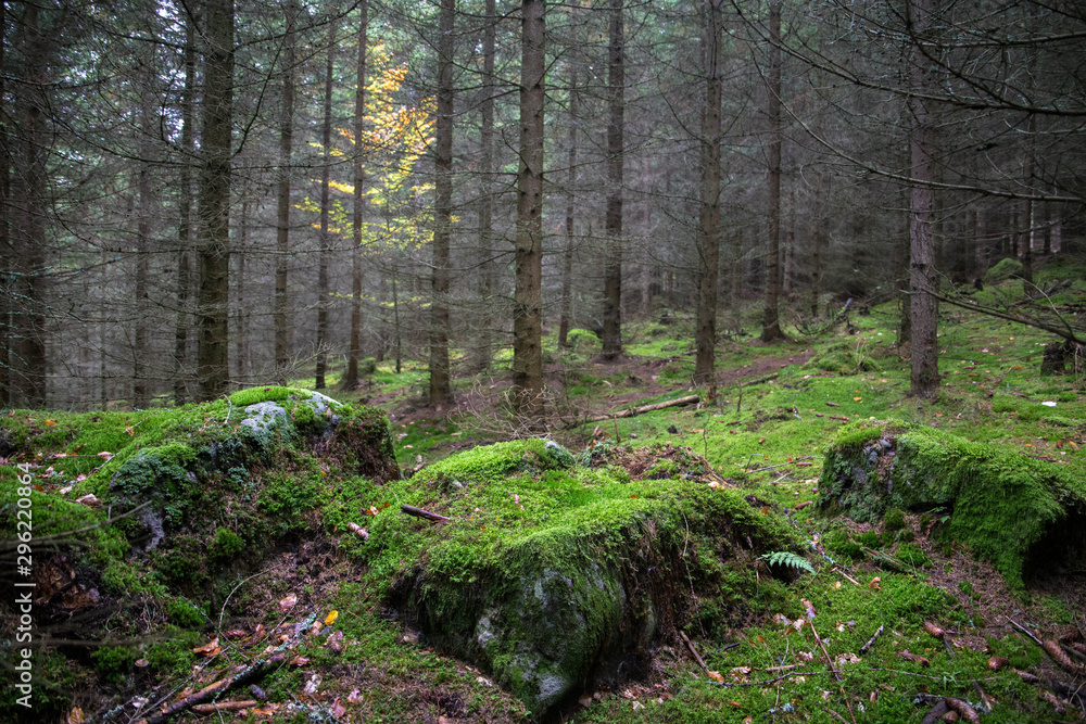 Moss forest in Adrspach-Teplice Rocks (nature reserve in Broumov Highlands region of Czech Republic) Moss forest in Adrspach-Teplice Rocks (nature reserve in Broumov Highlands region of Czech Republic)
