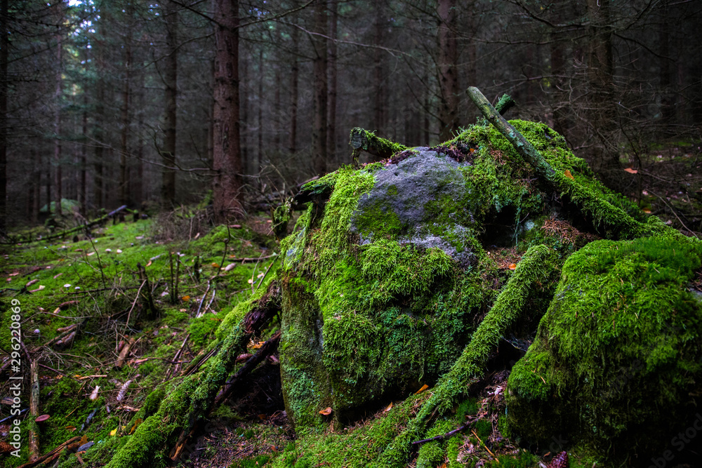 Obraz premium Moss on stones in the forest of Adrspach-Teplice Rocks