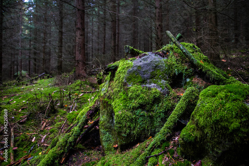 Moss on stones in the forest of Adrspach-Teplice Rocks