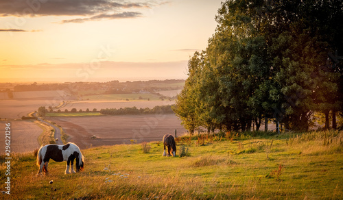 Horses pasturing in a rural landscape under warm sunlight with blue yellow and orange colors grazing grass trees and outstretched view in avesbury england