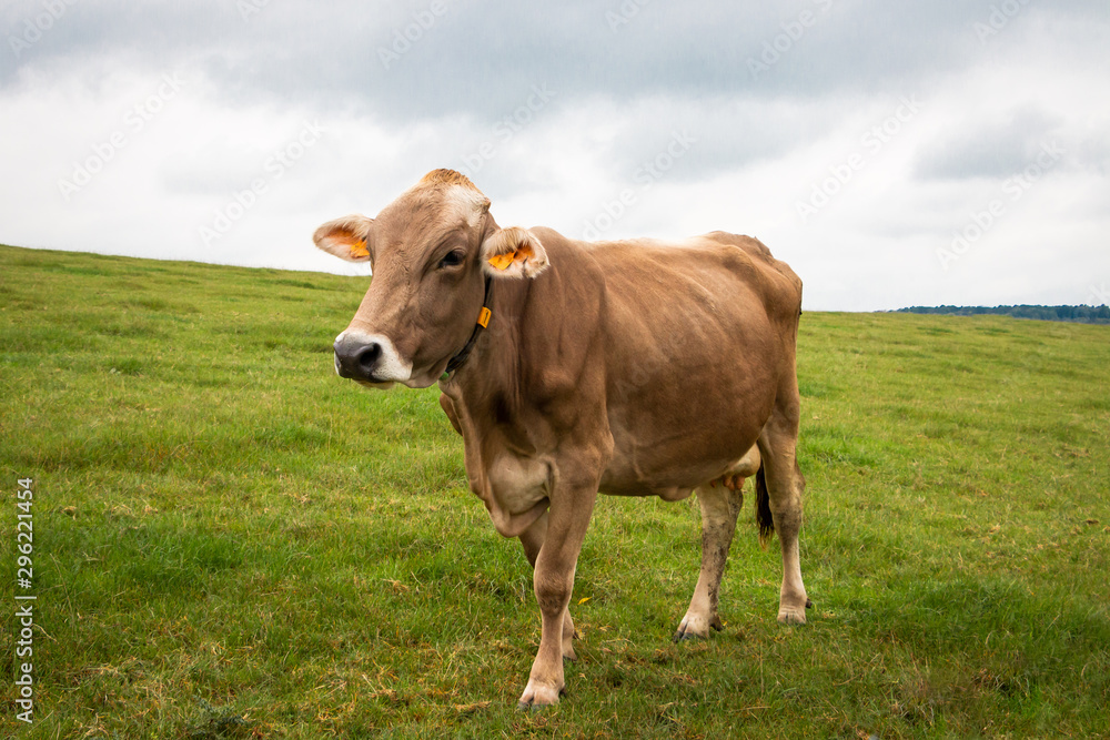 A limousin cow in the curly landscape of Belgium province Liege nearby Gemmenich and Sippenaeken