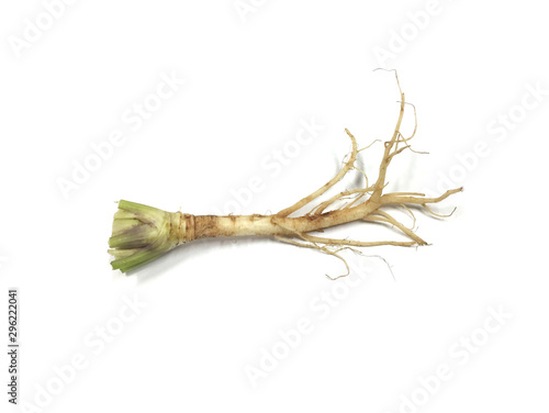 Celery root on white background
