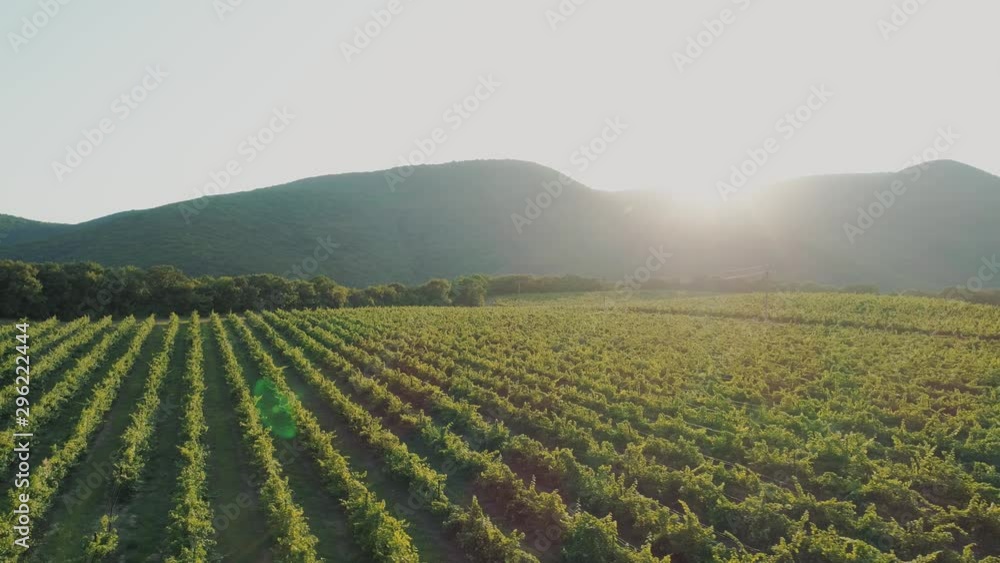 Aerial view vineyards during sunset. Low flight above bushes Aerial view vineyards during sunset. Low flight above bushes