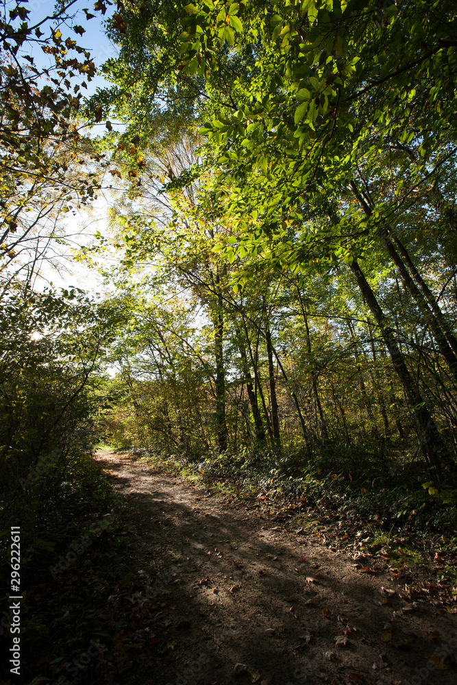 Fototapeta premium Trees and trail