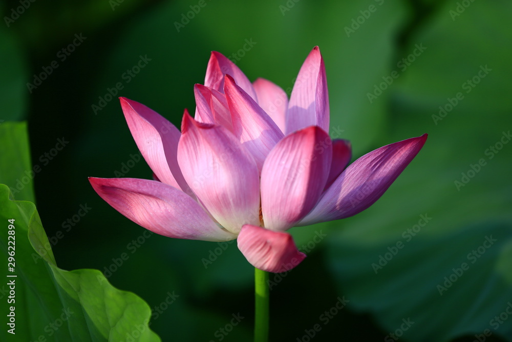 Blooming lotus flower, very beautiful Blooming lotus flower, very beautiful