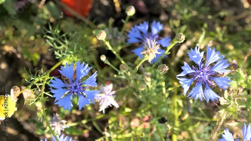Wallpaper Mural The tall trees in the forest on a snowy winter season Torontodigital.ca