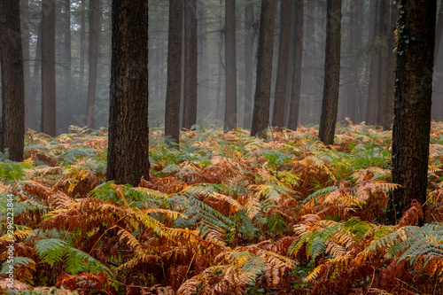 Autumn in the forest with ferns in orange and brown colors on a rainy and foggy day. picture taken nearby Gemmenich and Sippenaeken Belgium photo
