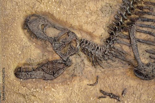 Tyrannosaurus rex fossil, Close up with selective focus. T.rex was one of the largest meat-eating dinosaurs that ever lived, the ultimate predator.