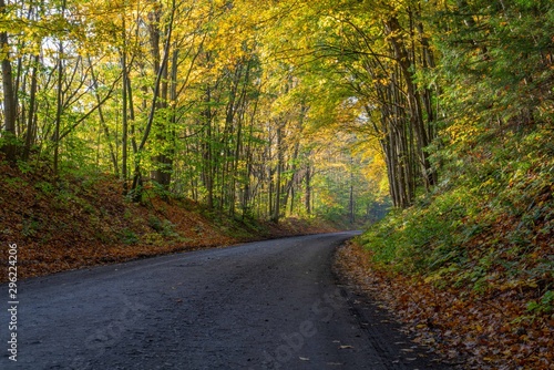 a curved gravel tree lined road shot in early morning with fall colors in the trees.