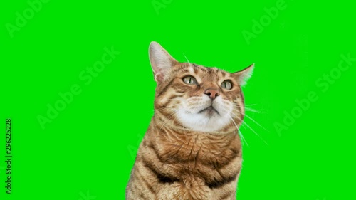4K Bengal cat on green screen isolated with chroma key, real shot. Close-up portrait of angry cat hissing and raising up his paw