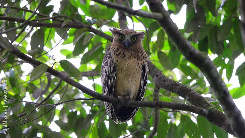 Buffy fish owl (Ketupa ketupu) also known as Malay fish owl, high angle view, front shot, perching on the branch of densely foliaged trees in daytime in tropical moist forest, southern of Thailand. Buffy fish owl (Ketupa ketupu) also known as Malay fish owl, high angle view, front shot, perching on the branch of densely foliaged trees in daytime in tropical moist forest, southern of Thailand.