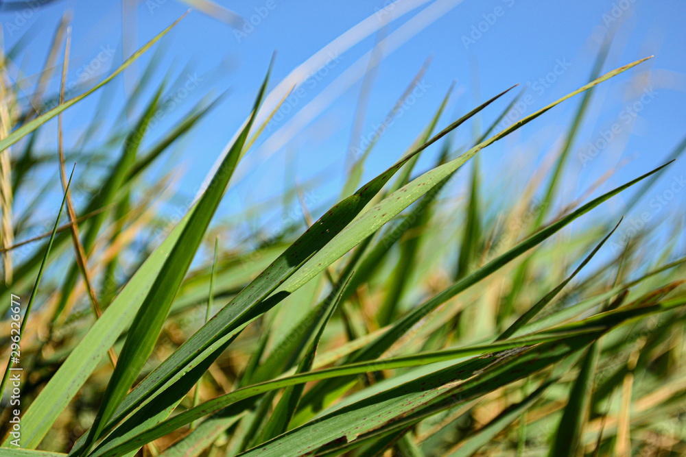 Naklejka premium Grass Field