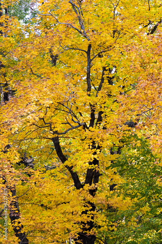 Yellow tree in autumn