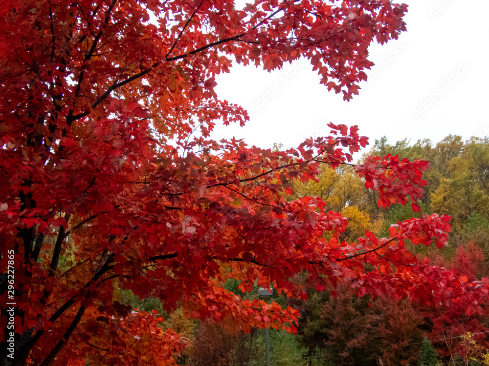 close view of maple tree in full autumn red color