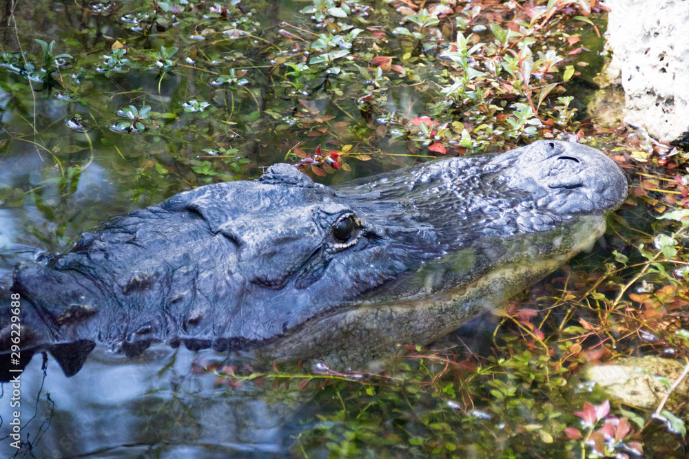 Naklejka premium Everglades National Park - Loop Rh