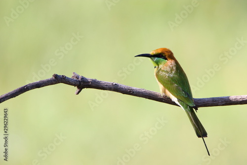 Bee eater on a branch