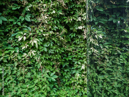 a wall of green ivy next to the reflective surface