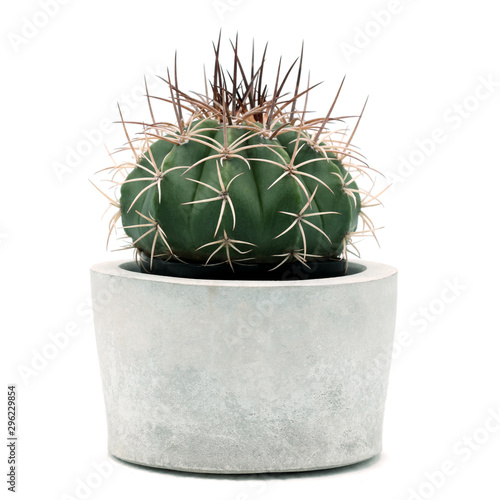 cactus in a pot isolated on white background photo