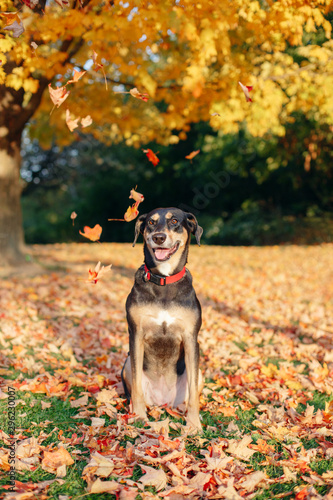 Funny cute female dog sitting on ground in park among autumn fall yellow red leaves. Adorable domestic canine animal outdoor.