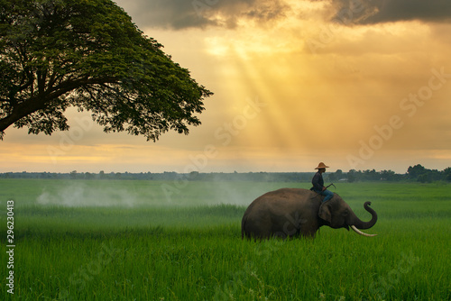 Canvastavla Thailand, the mahout, and elephant in the green rice field during the sunrise la