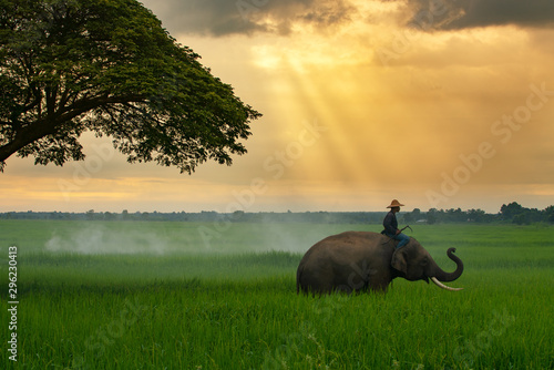 Thailand, the mahout, and elephant in the green rice field during the sunrise landscape view photo