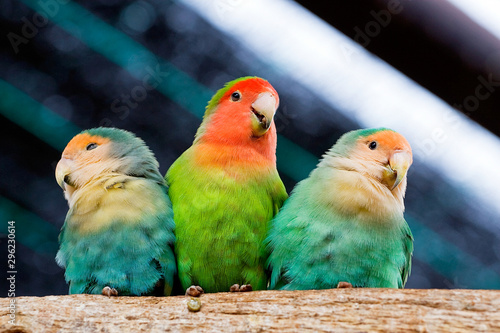 three lovebird parrots sit clinging to each other and brushing their feathers photo