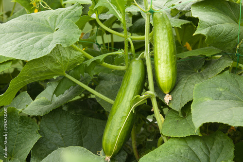 Two cucumber on the bush photo