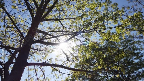 sun behind the tree