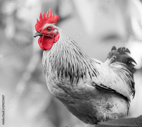 Red head Rooster pose with red as the only colour in a black white image   photo