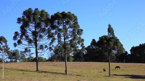 trees and horses