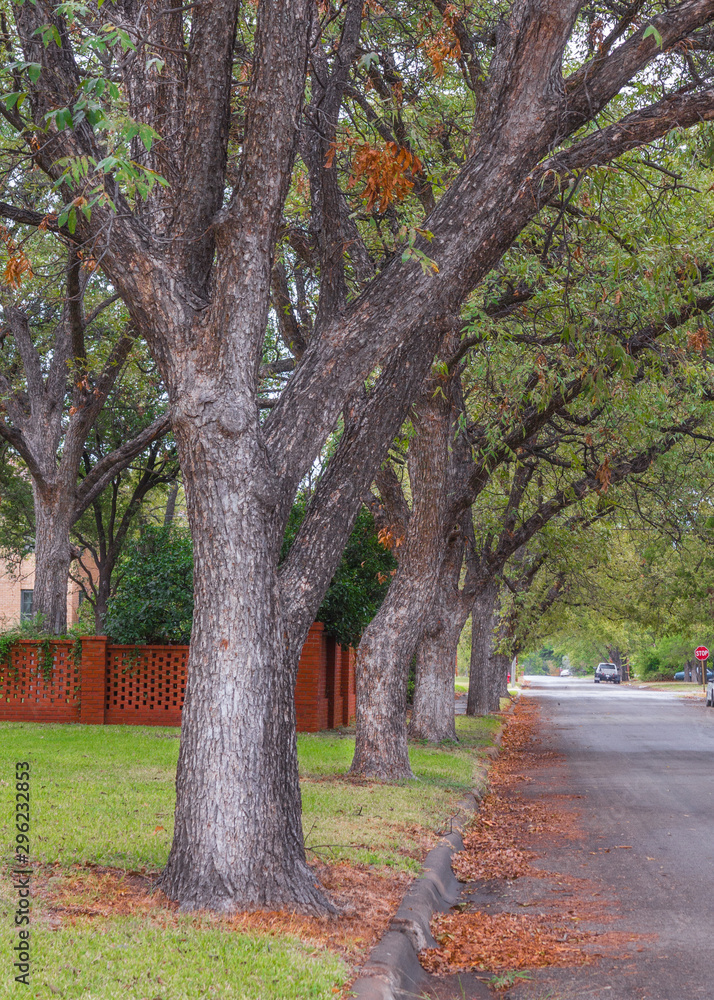 beautiful trees in the road autumn beautiful trees in the road autumn