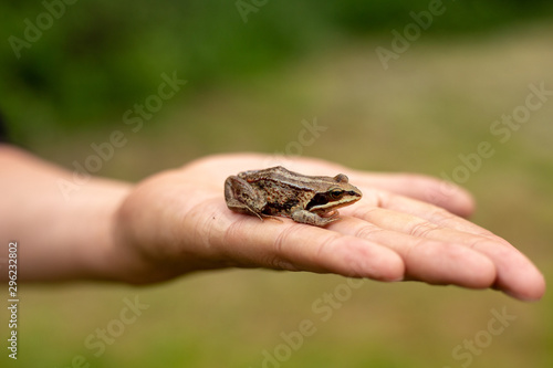 Hand holds a green frog.