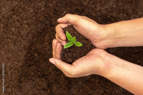 Hand holding green plant seedling on black fertile soil. Concept of care and protect planet, tree, forest, farming or beginning, holding of business, start of investment. Image.