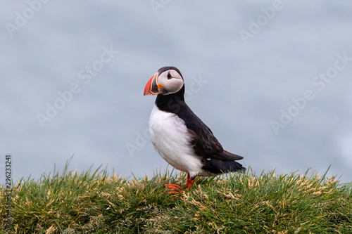 Atlantic Puffin in Iceland © Heather