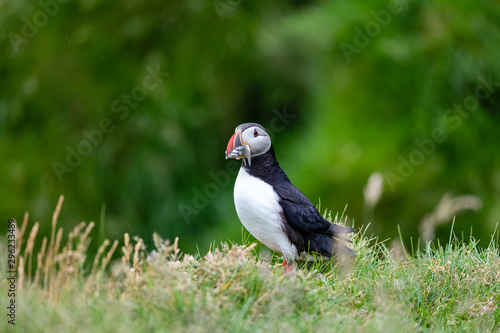 Atlantic Puffin in Iceland © Heather