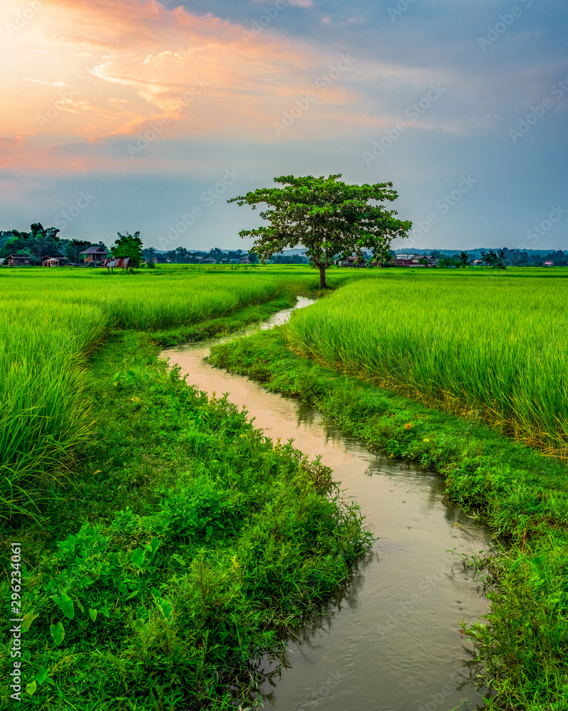 Lone tree sits at the end of a stream in a fresh green rice paddy