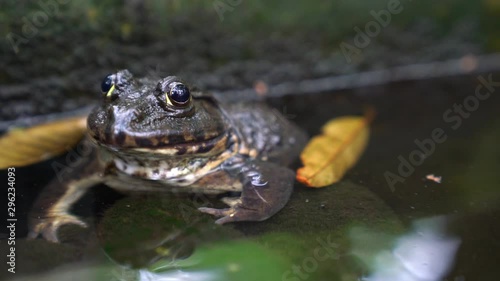 closeup frog in pond ,Thailand photo