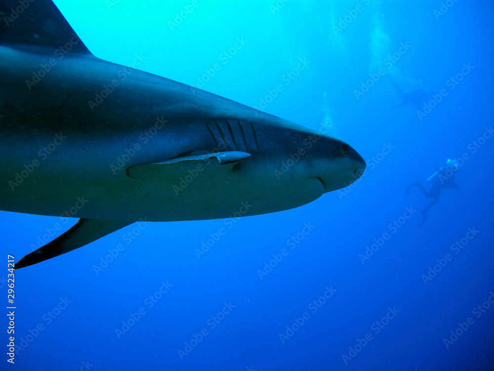 Naklejka premium shark
