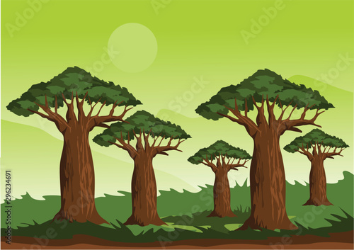 baobab tree for background illustartion and image