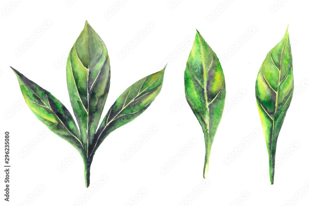 Obraz premium Watercolor hand drawn illustration. Peony leaves set isolated on white background