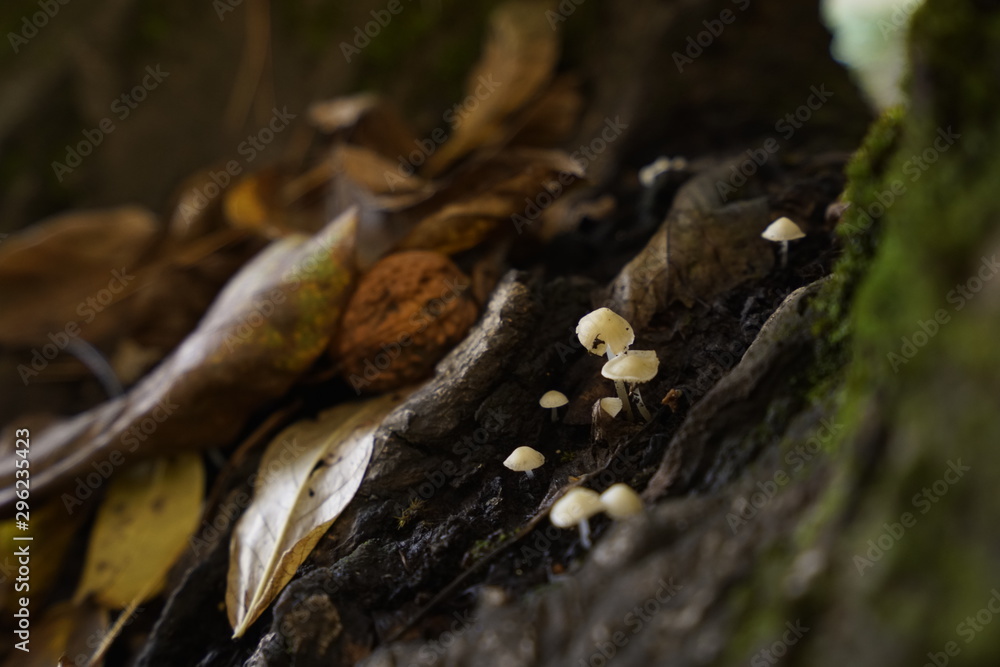 familia de pequeños hongos blancos escondidos entre las hojas secas del bosque