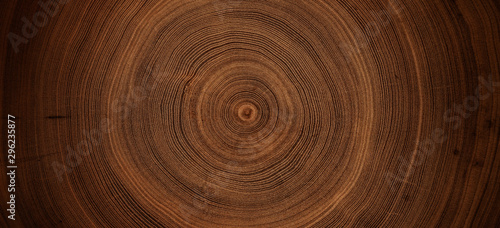 Obraz na plátně Old wooden oak tree cut surface