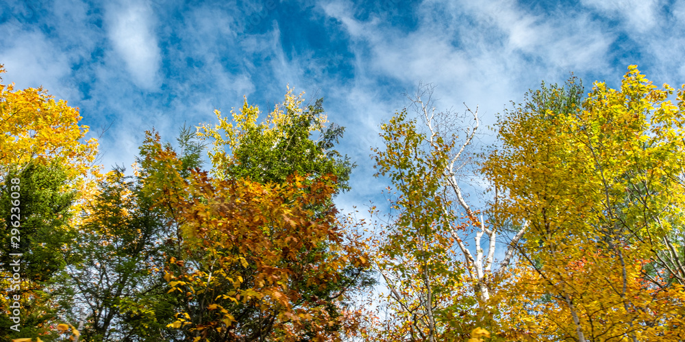 Fototapeta premium Fall Foliage 11