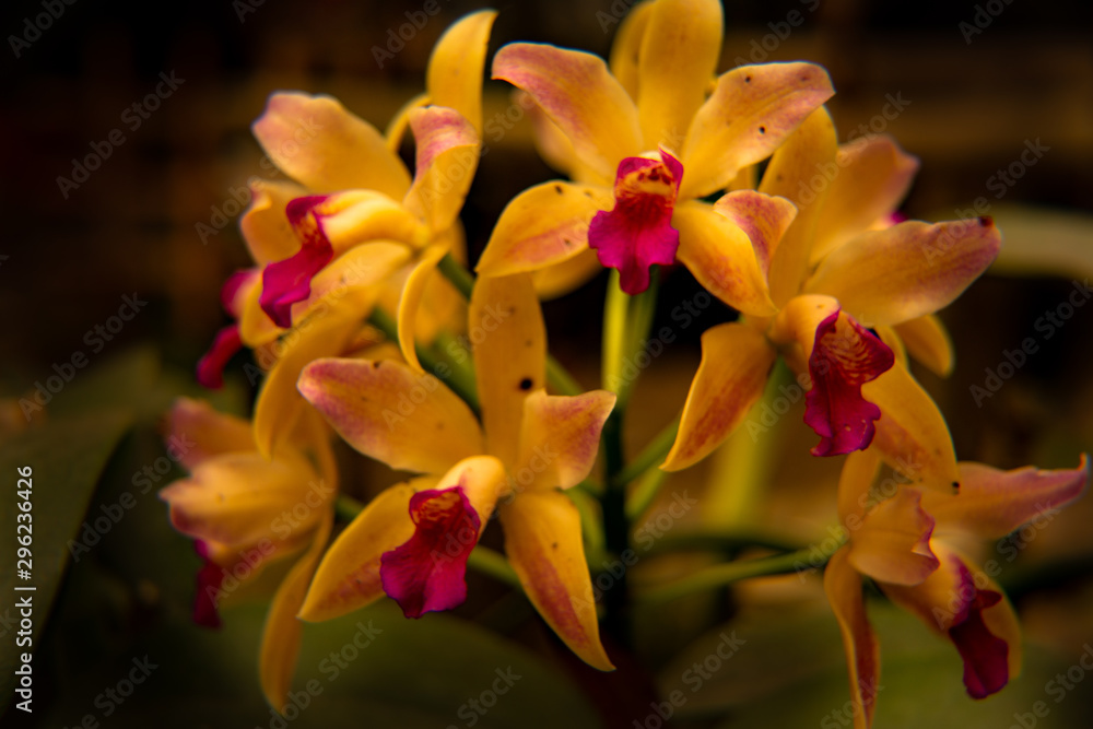 hermoso conjunto de flores tropicales de colores vivos en la selva