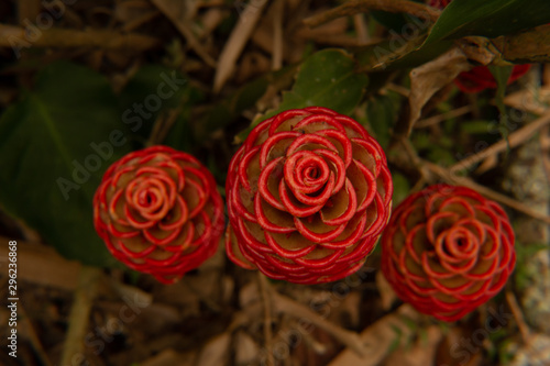 exotica flor suculenta de pétalos rojos