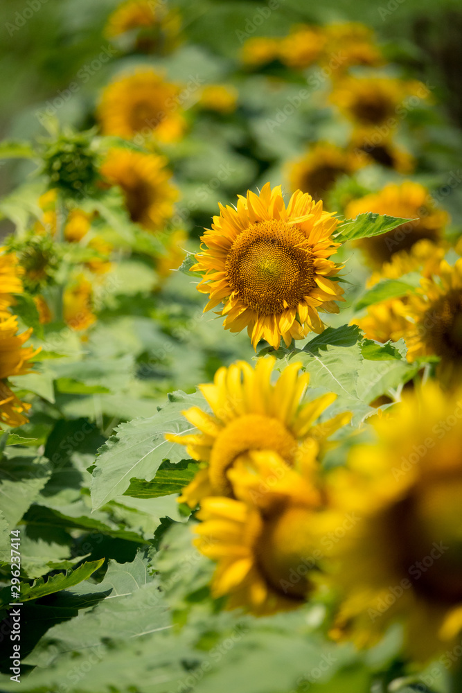 Fototapeta premium Sunflower field