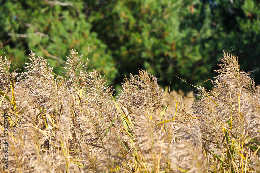 Dense common reed in the fall Dense common reed in the fall