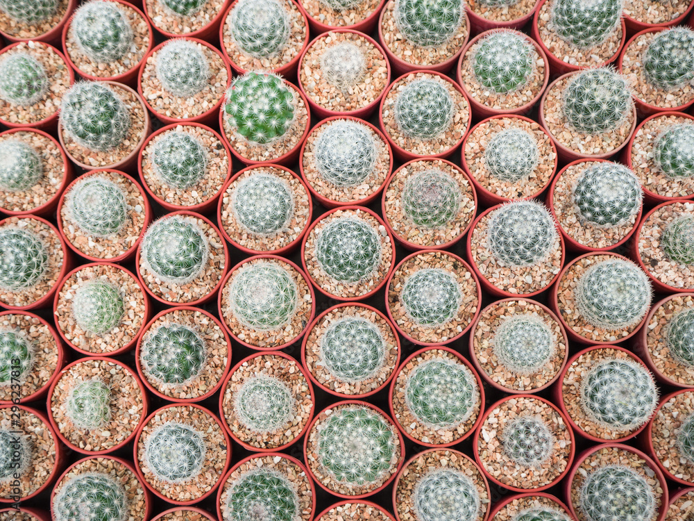 Green cactus in ball shapre with white thorn in red cultivation bowl background Green cactus in ball shapre with white thorn in red cultivation bowl background